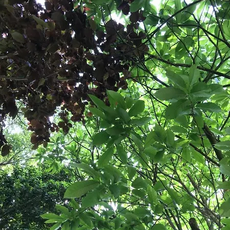 Holiday home La Casa Del Castano *